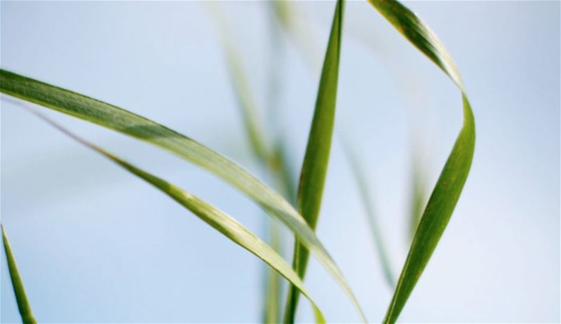 Klippo Pro 21 SH Lawn Mower